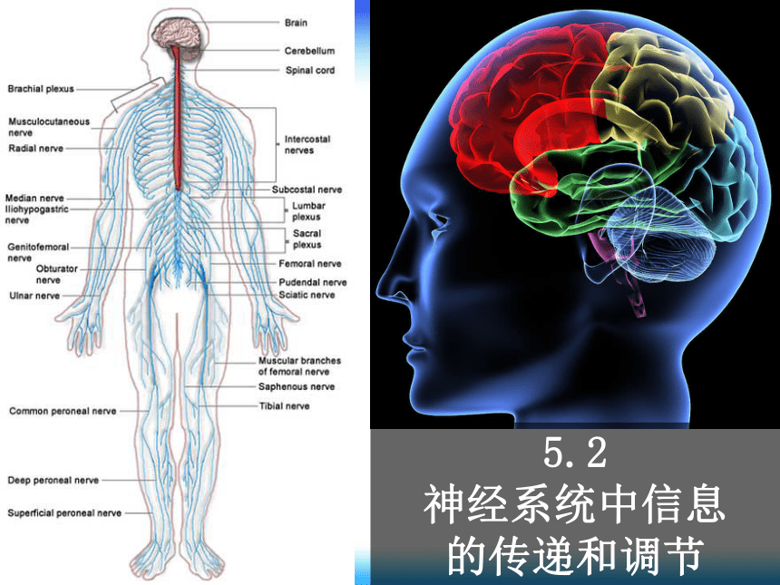 5.2《神经系统中信息的传递和调节》课件3(43张PPT)
