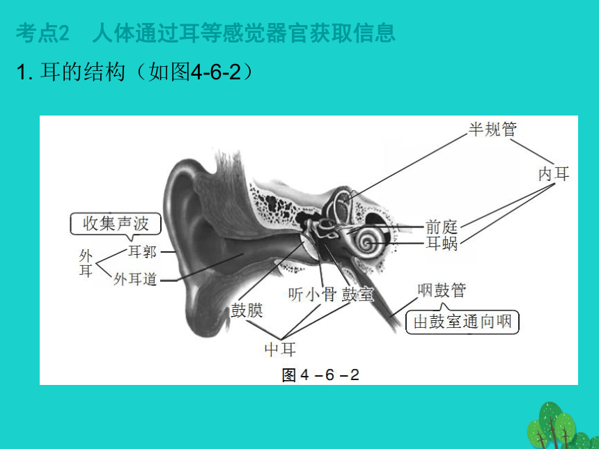 2017年中考生物复习--人体生命活动的调节 课件（53张）