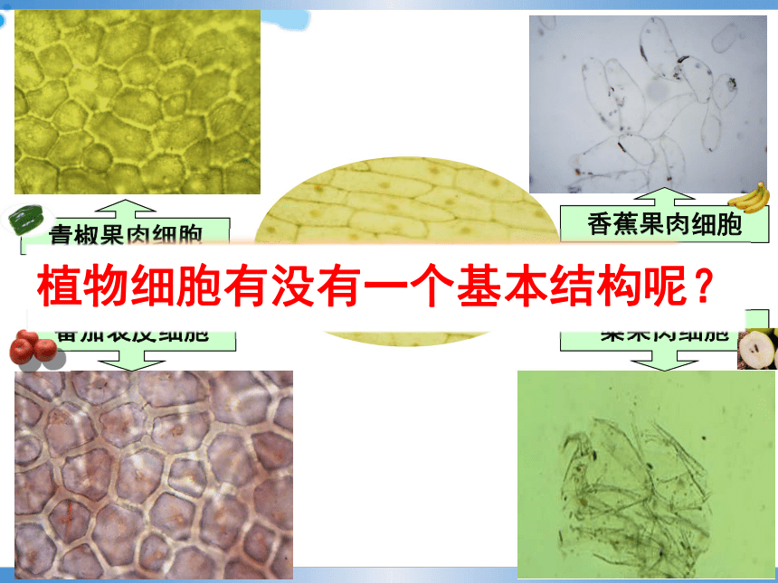 动植物细胞 第3课时（做完实验后综合课件，共25张PPT）