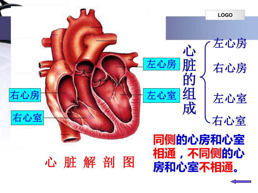 人教版初中生物七年级下册课件 第四章   第三节   输送血液的泵——心脏（共 32 张ppt）