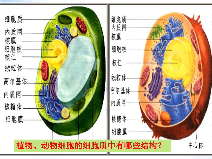 细胞膜的结构和功能