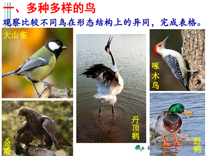 人教版八年级上册生物5.1.6鸟课件（34张PPT ）