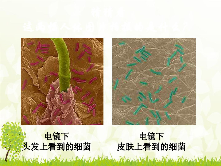 细菌  课件 (共35张PPT)