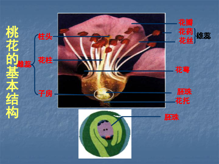 苔藓生殖方式图片