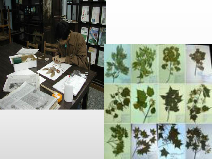 2.2制作植物标本 课件 (共68张PPT)