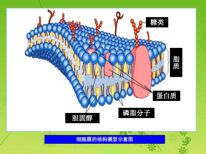 第一节 细胞膜-系统的边界下载-生物-21世纪教育网