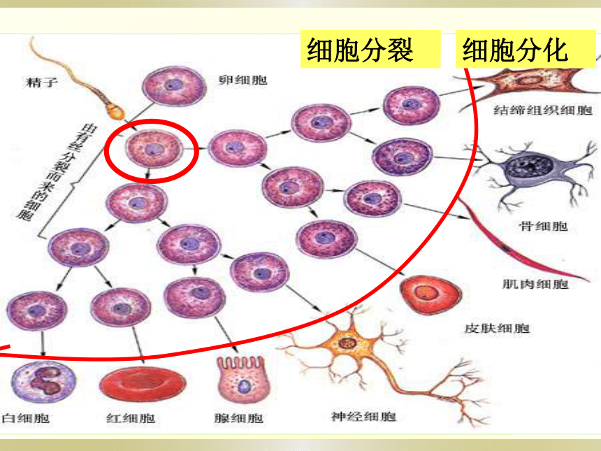 植物细胞分化过程图图片