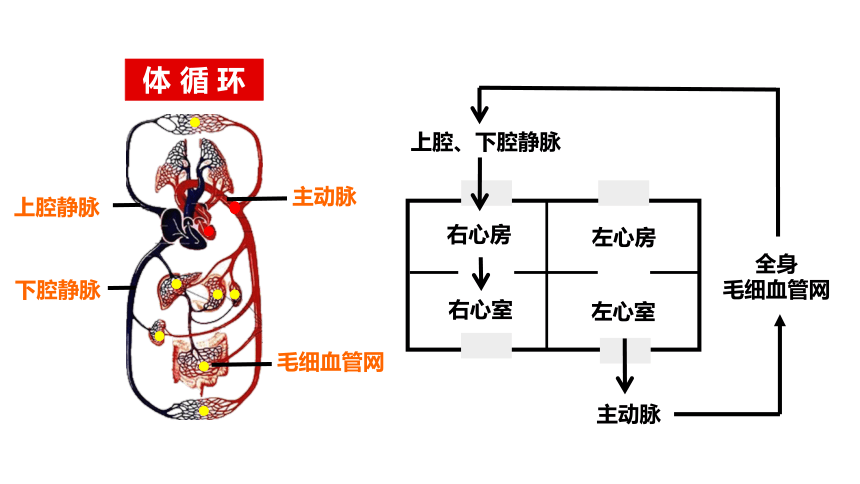 心脏流入道流出道图解图片