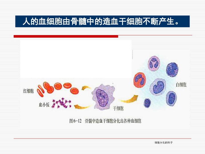 高中生物人教版必修一 6.2 细胞的分化 (28张PPT)