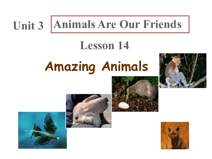 Unit 3 Animals Are Our Friends Lesson 14 Amazing Animals课件（21张PPT）