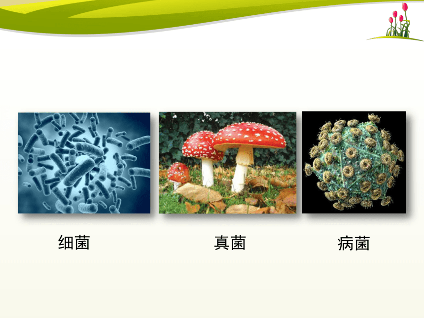 初中生物北师大版七年级上册1.1 形形色色的生物