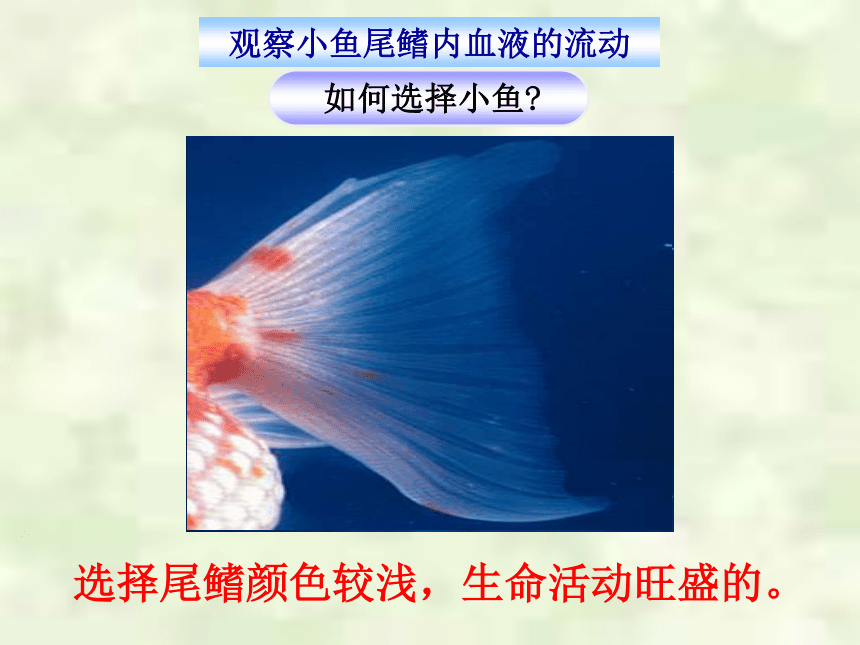 人教版七年级下册生物4.4.2血流的管道——血管 课件(共31张PPT)