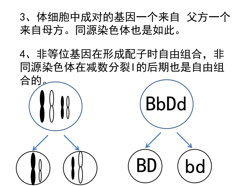 22基因在染色體上課件新教材人教版2019高一生物必修二共26張ppt