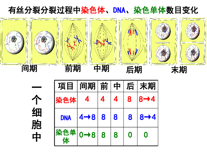 人教版高中生物必修一课件：6.2 细胞的分化 (共35张PPT)