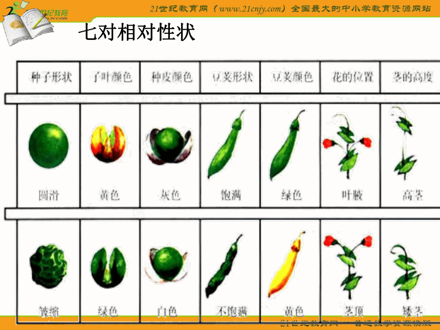 生物课件：《基因的分离定律》