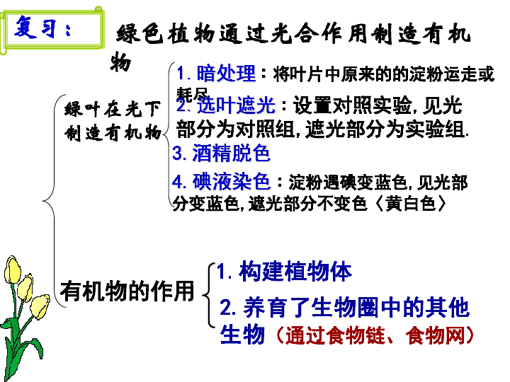 七年级生物上册 3.5.1光合作用吸收二氧化碳释放氧气  课件(共25张PPT)