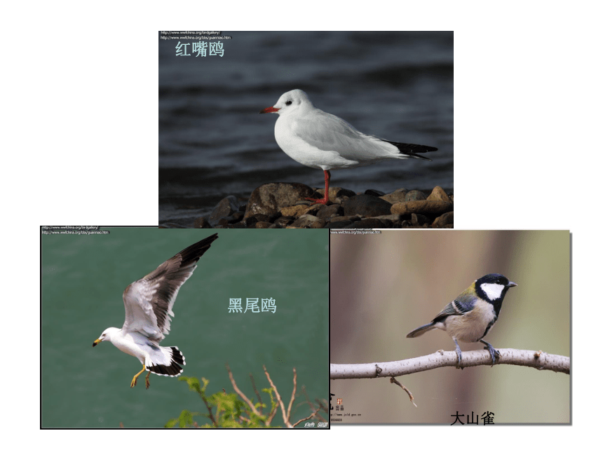 科学六年级上冀教版1.3鸟类动物的特征课件3