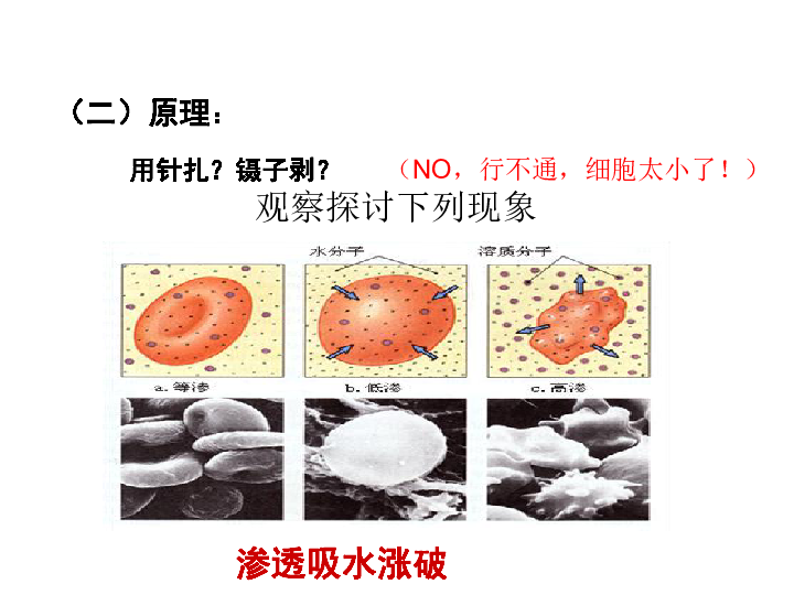 人教版高中生物必修一 3.1 细胞膜——系统的边界课件22PPT