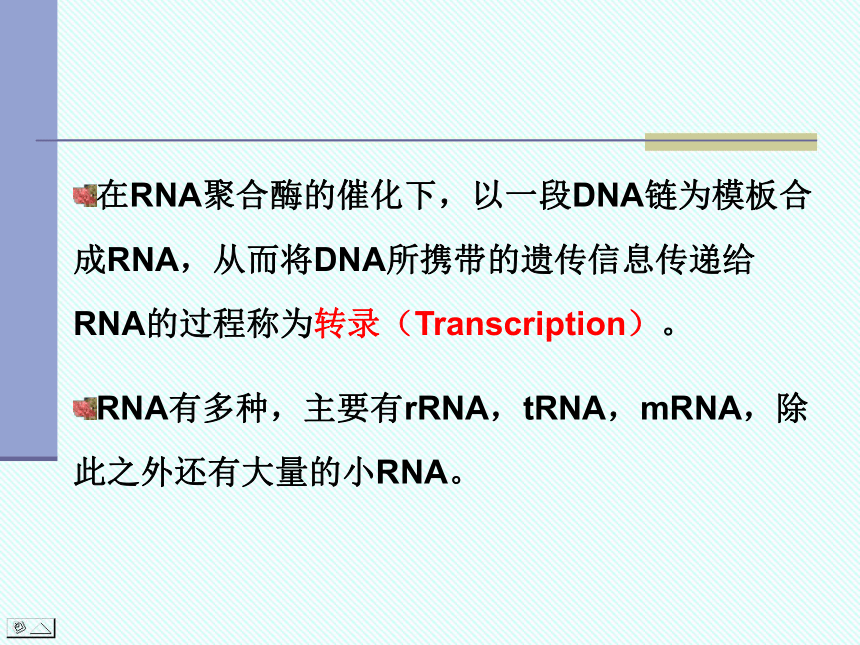 从DNA到RNA。。。。。。