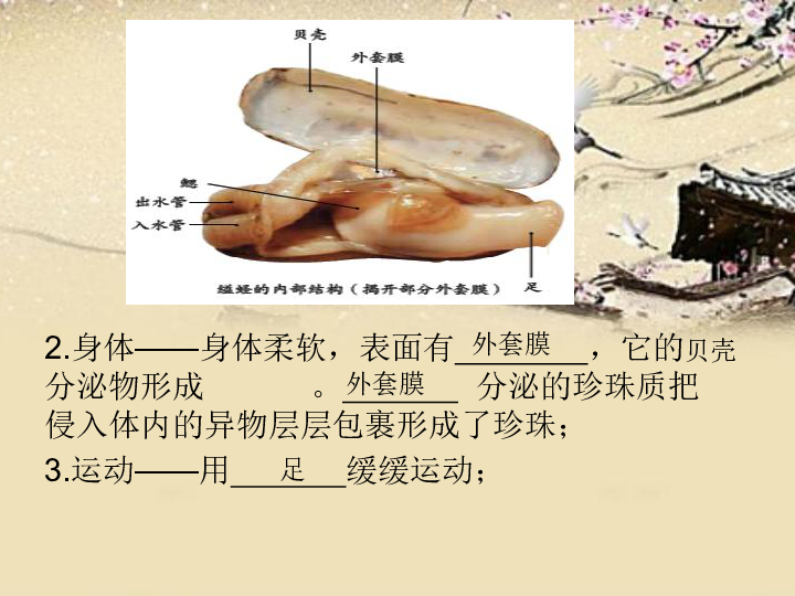 人教初中生物八上《第5单元 第1章 第3节 软体动物和节肢动物》课件（共25张PPT）