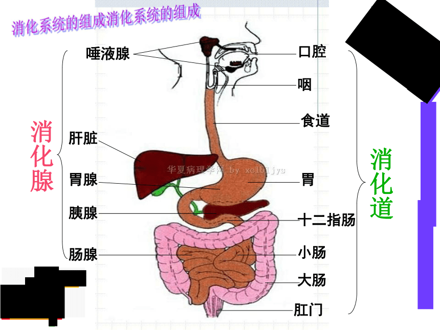 食物经过消化道的顺序图片