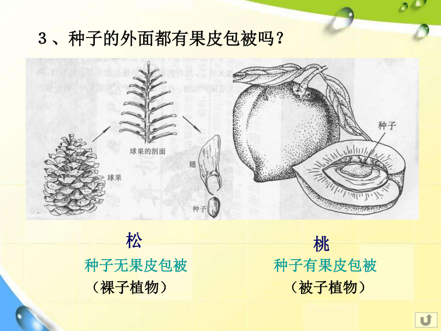 6.1.1尝试对生物进行分类  课件27张PPT