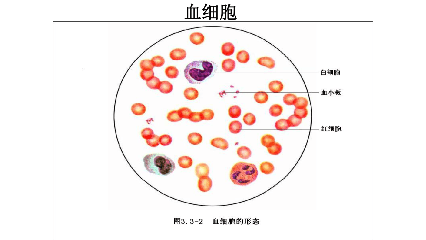 人血细胞结构示意图图片