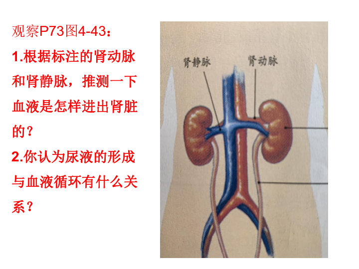 第二节 尿液的形成和排出 课件（19张PPT）