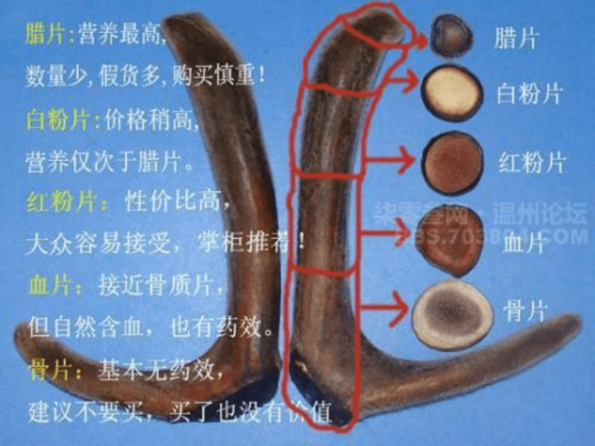 《狮子和鹿》课件