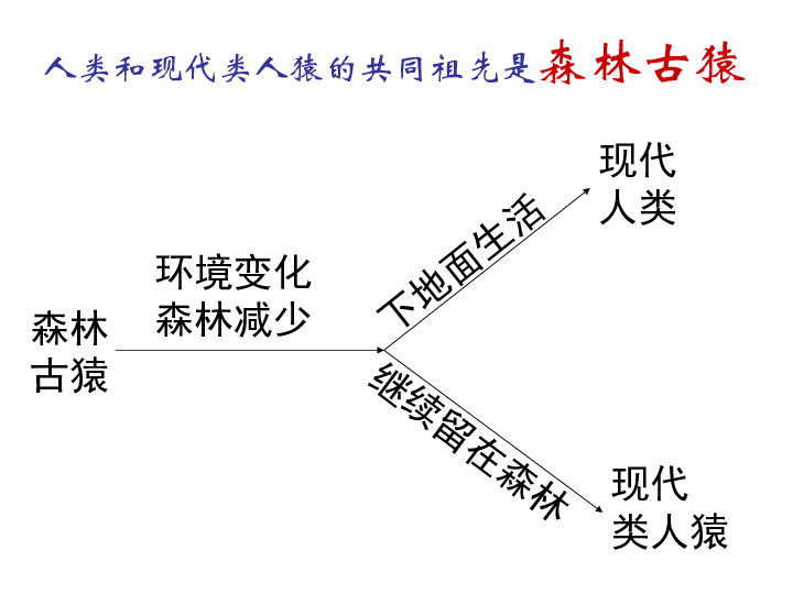 人教版七年级下册生物期末复习要点课件（105张PPT）