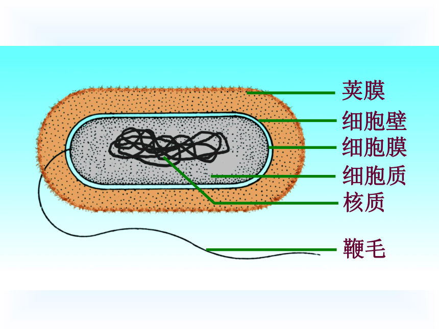 大肠杆菌简图图片