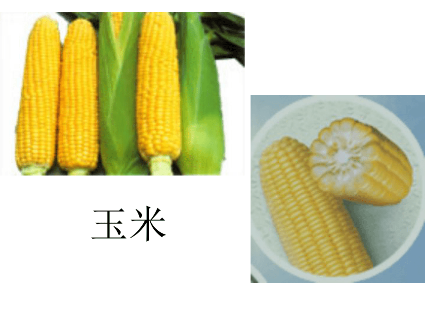 二年级语文-最后的玉米