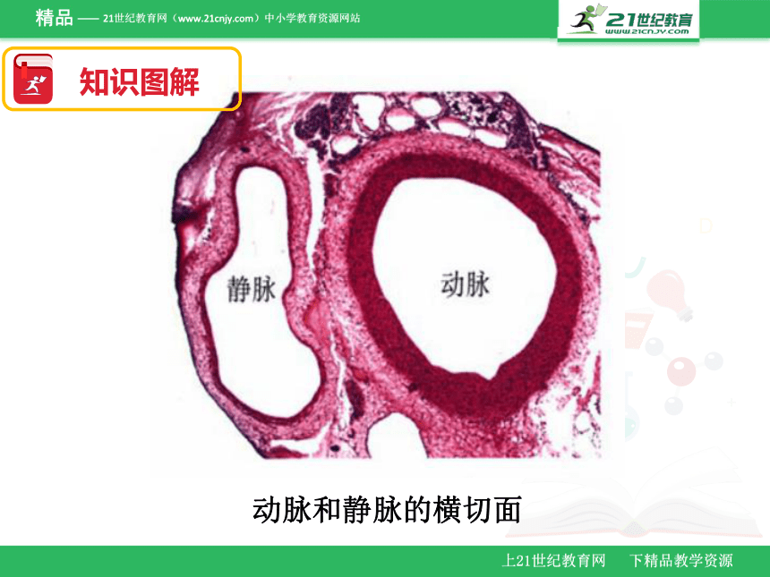 2018年广东省生物会考七年级下册复习课件 第四章（课件）