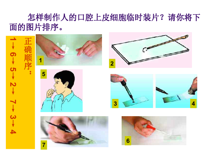 3.第三节  动物细胞 课件（共24张PPT）