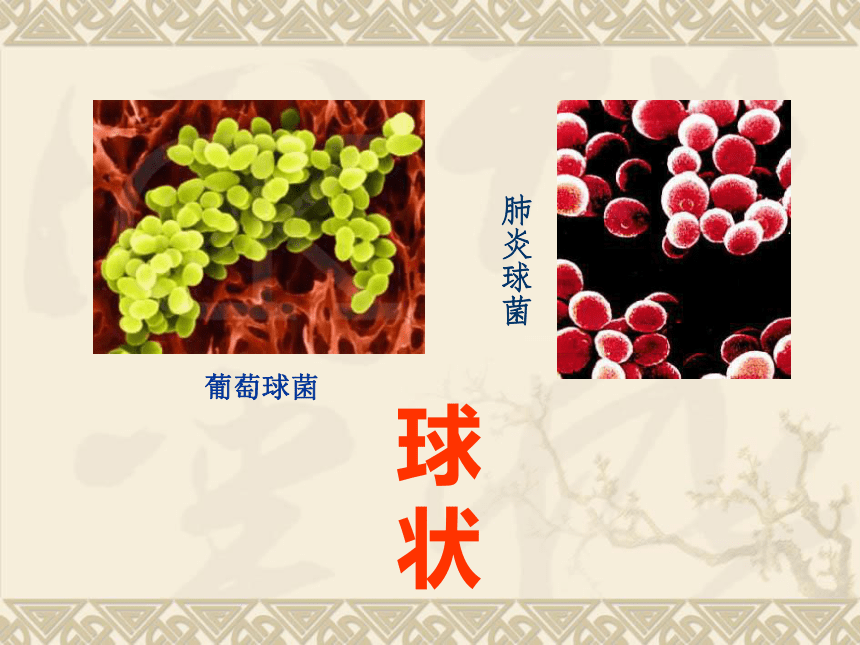 第二节  细菌