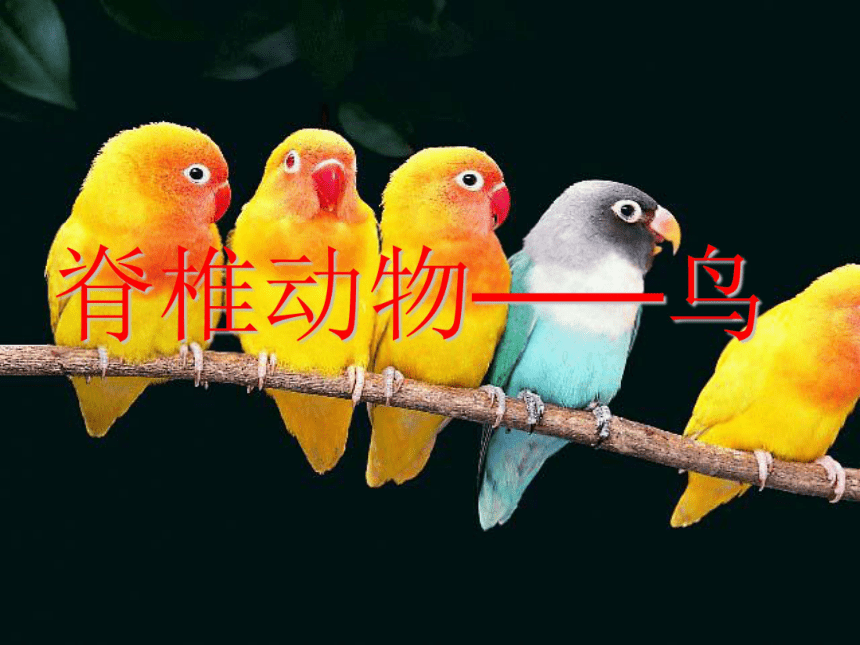 脊椎动物——鸟类