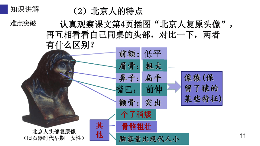 第1课 中国境内早期人类的代表-北京人 课件(32ppt)