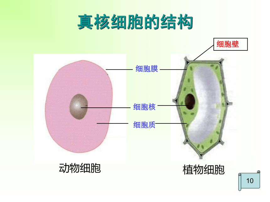 第三章第二节 细胞的类型和结构（共16张PPT）