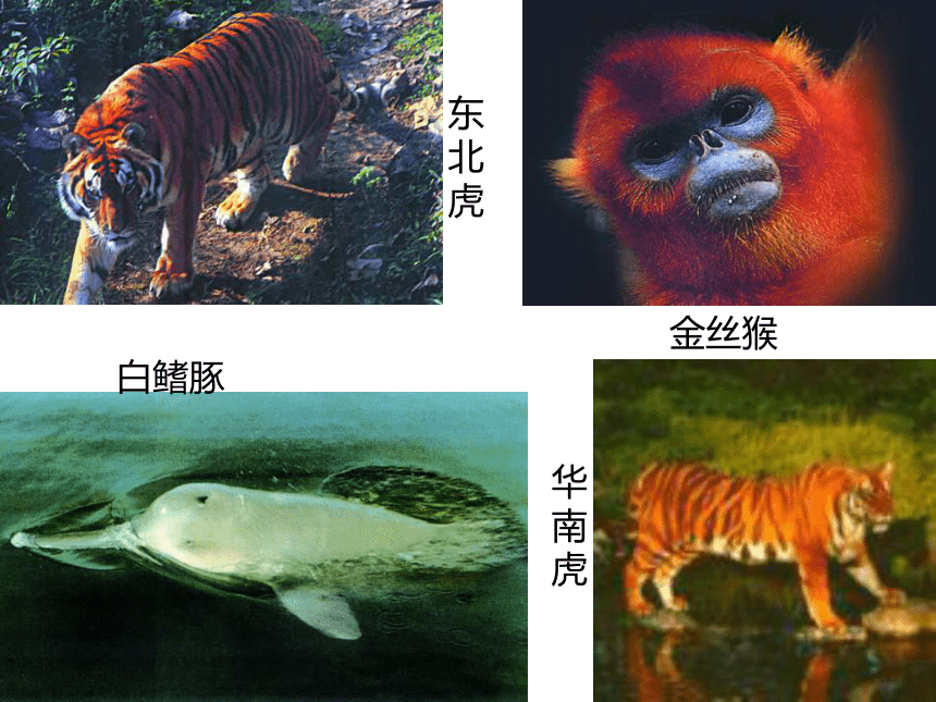 保护生物多样性