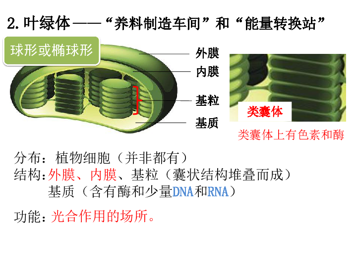 高中生物必修1人教版第三章 细胞的基本结构第2节细胞器-系统内的分工合作 (共30张PPT)