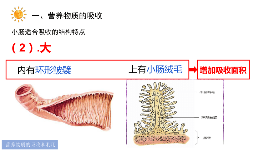小肠皱襞结构图图片