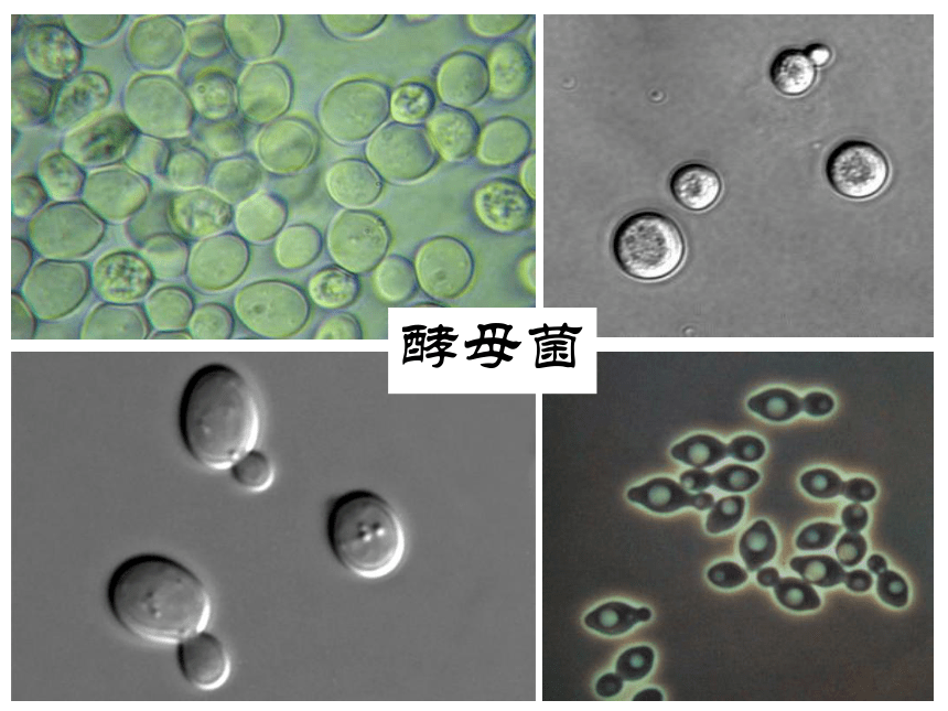 人教版八年级生物上册5.4.3真菌（14张PPT）