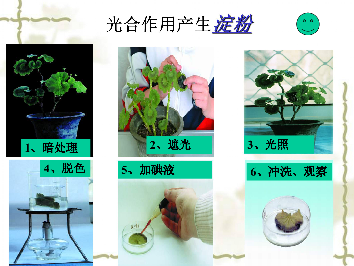 《绿色植物的光合作用和呼吸作用》(复习资料)(共41张PPT)