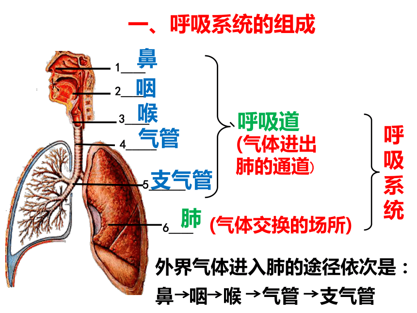 上下呼吸道的分界标志图片