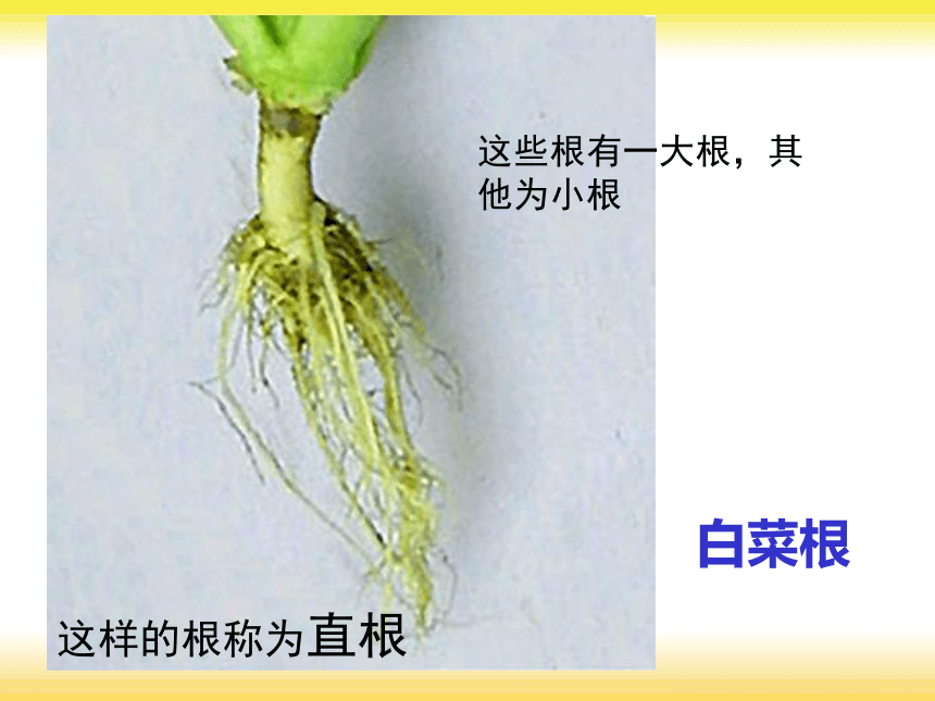 科学四年级上青岛版3.9植物的根课件(22张）