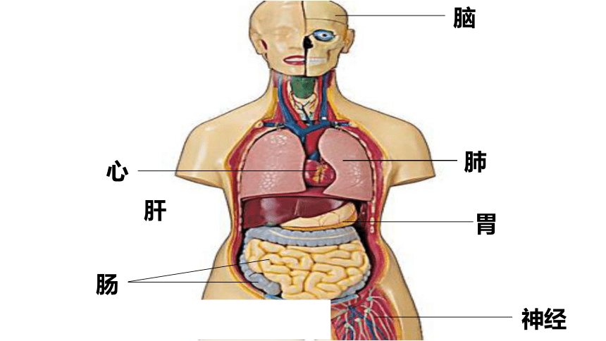 人体六大系统结构图图片