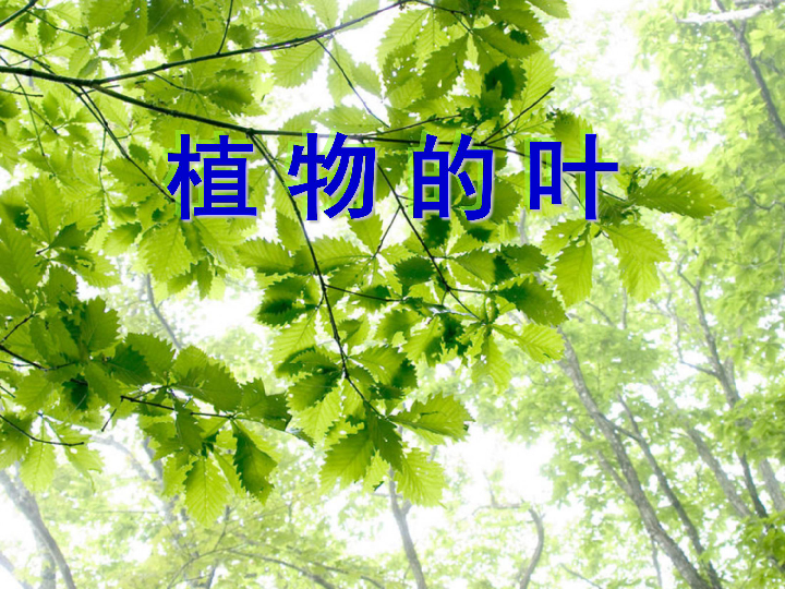 《植物的叶》课件 (共17张PPT)