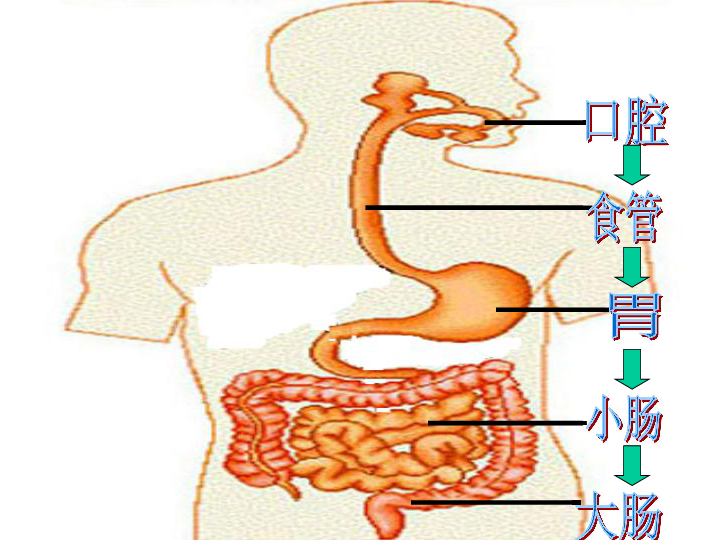 右侧大肠位置隐隐作痛图片