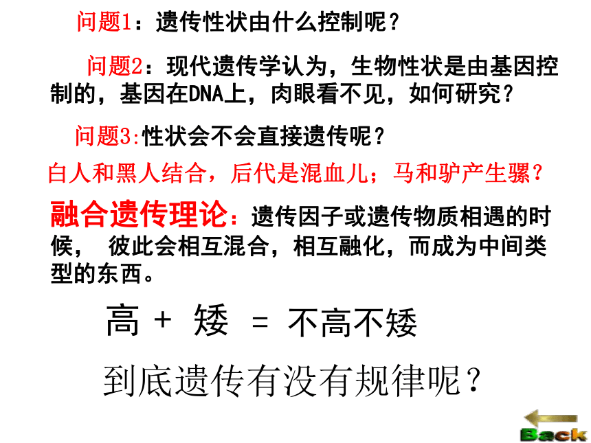 基因的分离规律