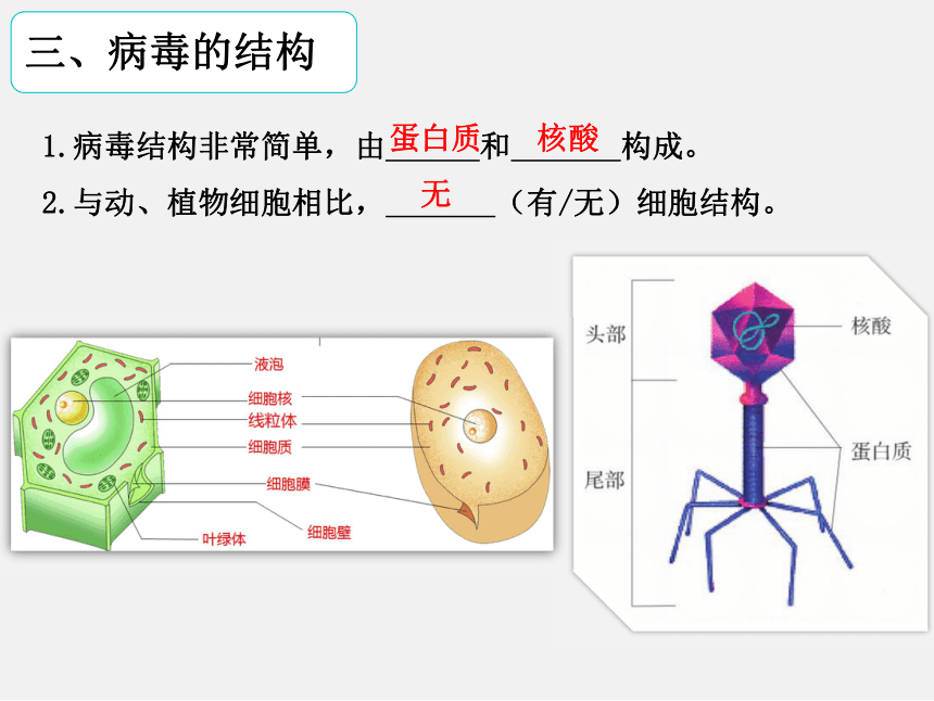 20212022学年冀少版生物八年级上册512病毒课件17张ppt